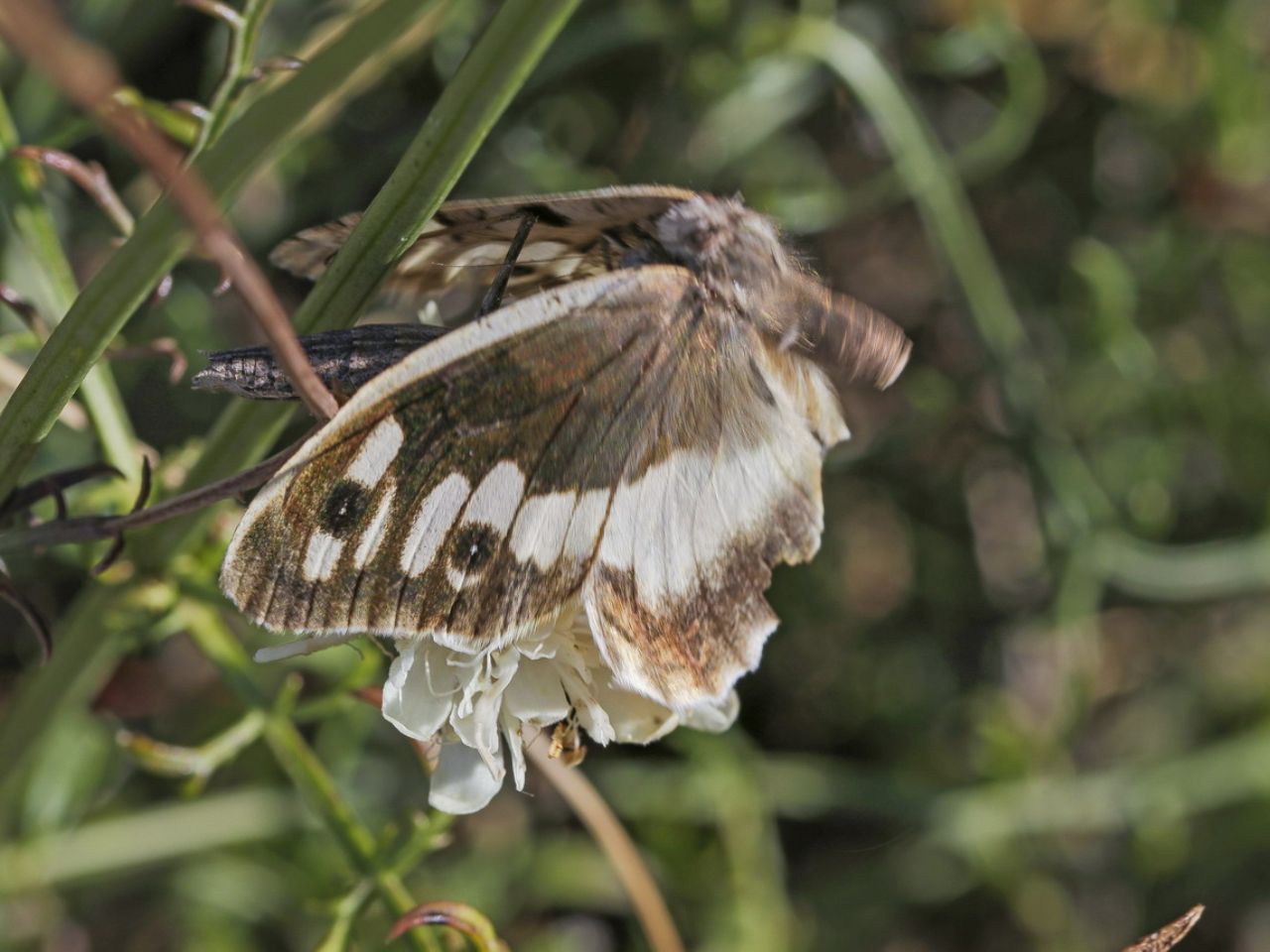 Ameles decolor preda Chazara briseis